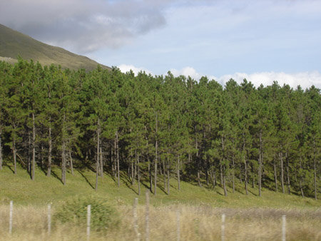 o Des pins