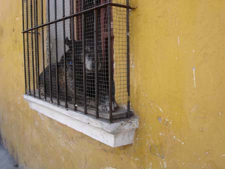Un chien de garde actif (grosse frayeur d'Helene)
