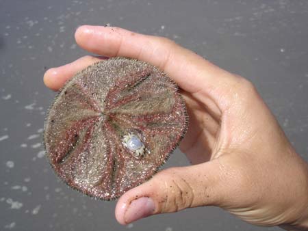 Une etoile de mer vivante