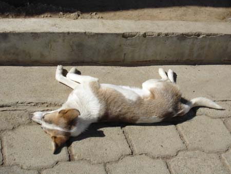 Une vie de chien