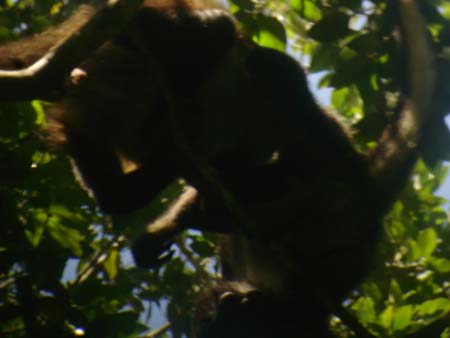 singes en gros plan